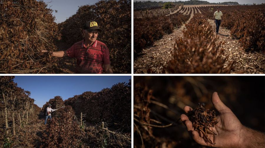 Goulart coffee plantation Brazil