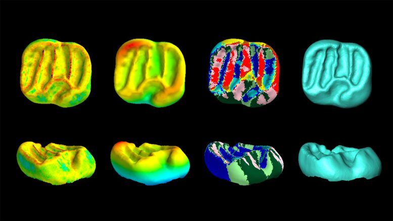 Las tomografías computarizadas dentales muestran que los dientes de los mamíferos se volvieron menos diversos durante los primeros eventos de extinción del Oligoceno.