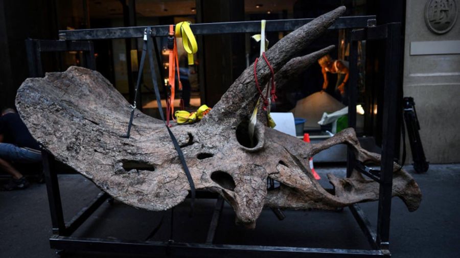 Big John, un triceraptor de 8 metros de largo restaurado 20211021