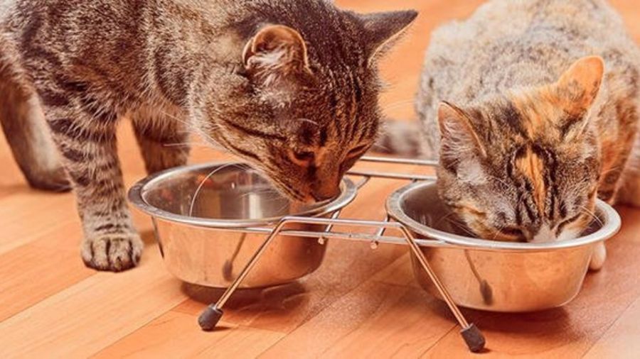 Gatos adultos: ¿qué alimentos pueden comer y cuáles no?