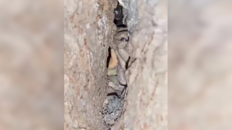 Córdoba: filmaron un supuesto duende en un árbol y se hizo viral