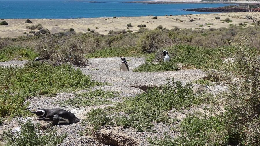 Pingüinera de Punta Tombo, Chubut 20211201