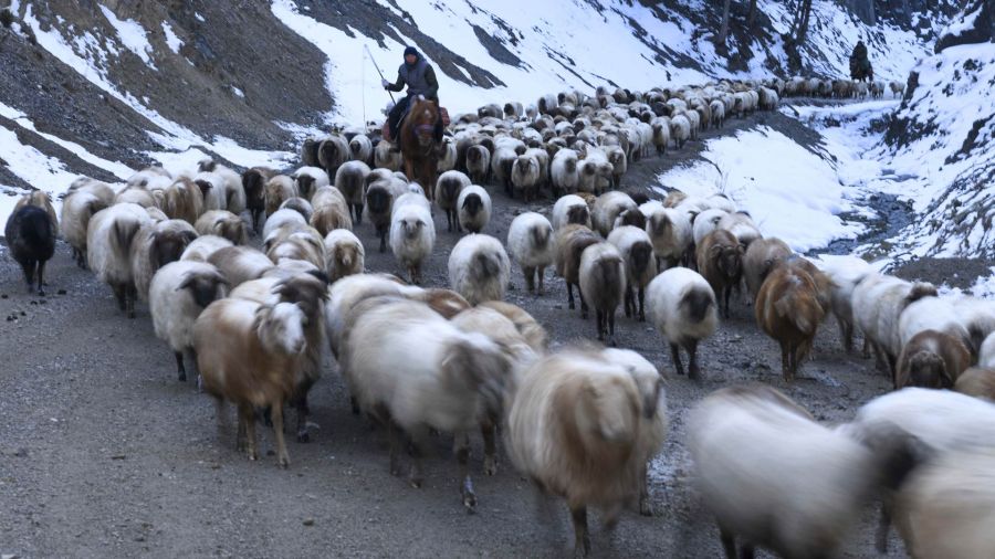 Fotogaleria Imagen de pastores guiando su ganado a las pasturas de invierno, en el distrito de Huocheng, en la región autónoma de la etnia uygur de Xinjiang, en el noroeste de China