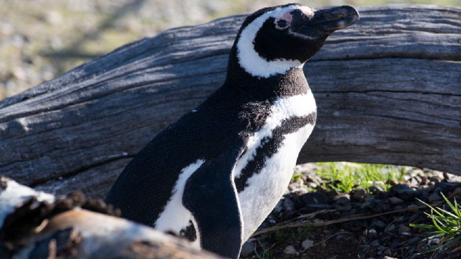 Greenpeace hizo una denuncia penal por el asesinato de pingüinos en Punta Tombo, Chubut