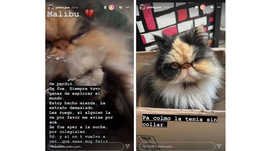 Juan Guilera pedido por su gata Malibu
