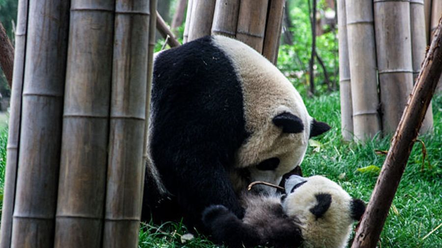 0912_oso panda gigante
