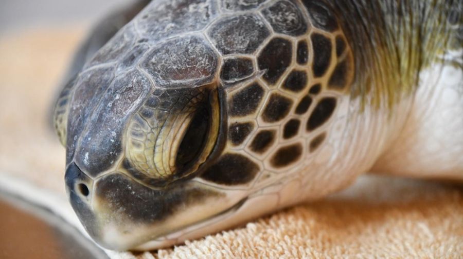 tortuga rescatada plásticos g_20211218