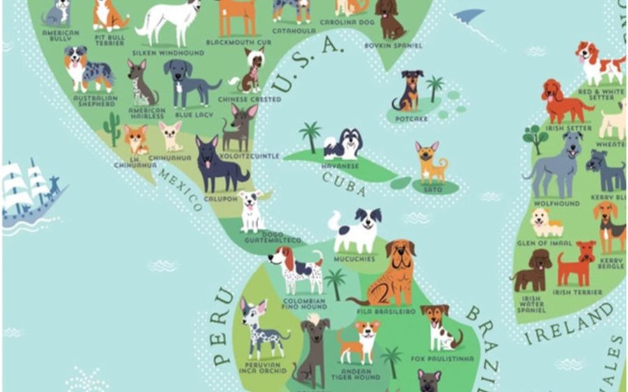 2312_mapa perros