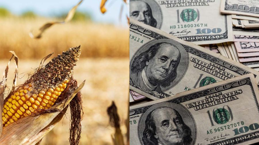 sequía de maíz con dólares 20220124