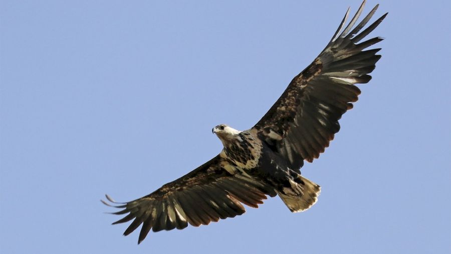 Nacieron dos pichones de águila coronada en Mendoza | Weekend