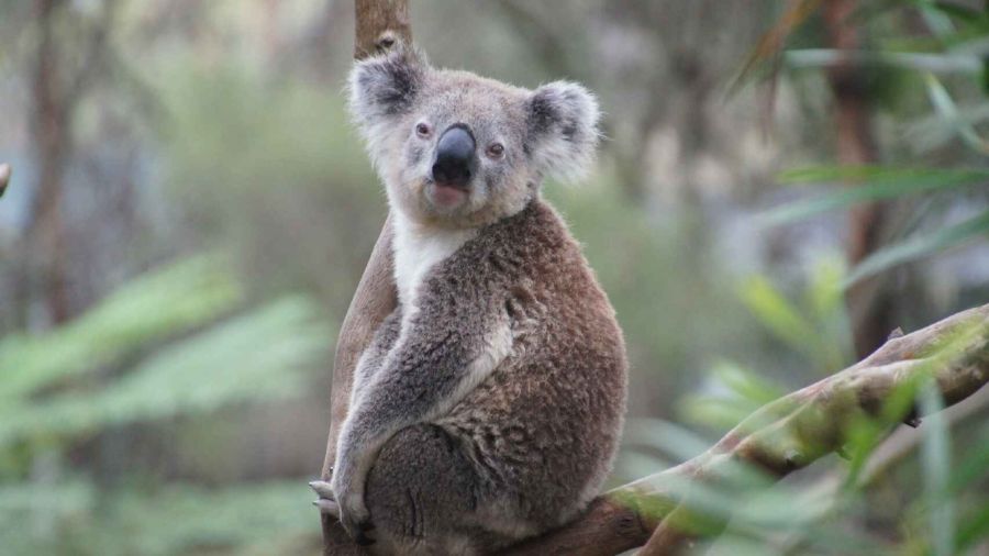 1102_koalas
