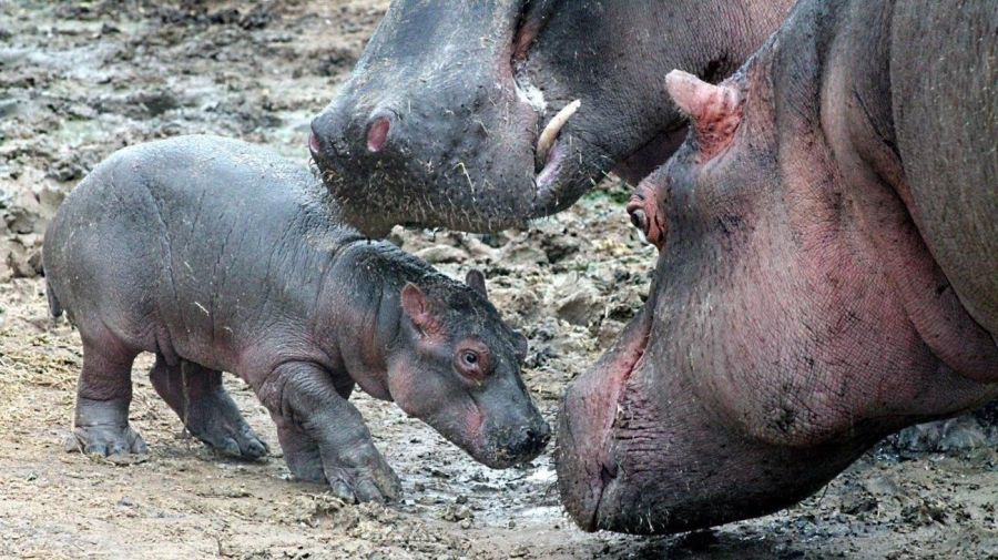  Hipopótamos de Pablo Escobar 20220215