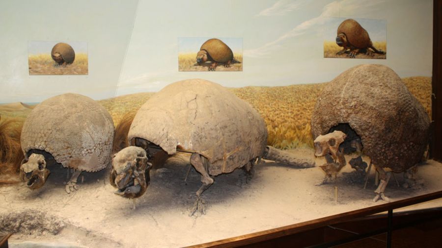 A girl found remains of two glyptodons, the prehistoric animal that caught Darwin’s attention