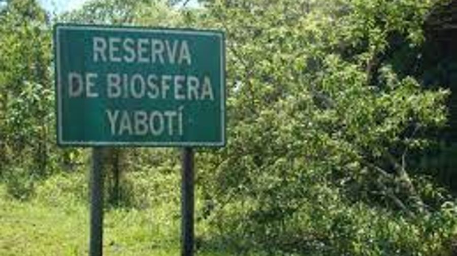 1503_biosfera Yabotí