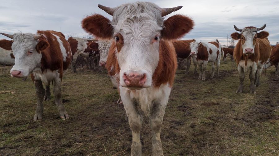 día mundial sin carne 20220317