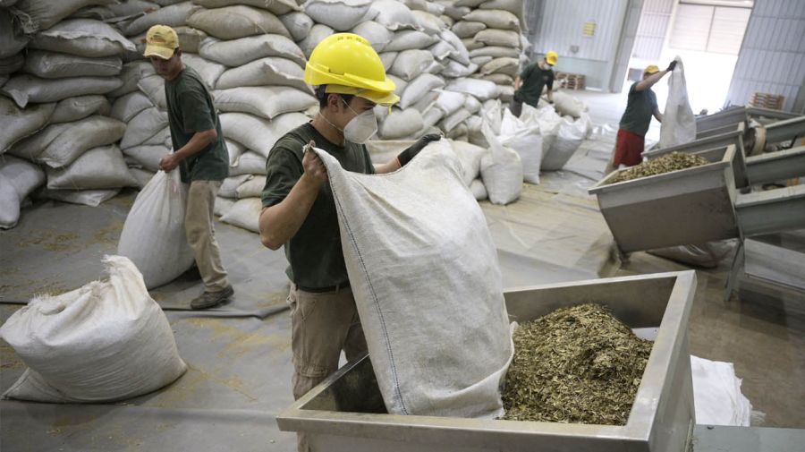 yerba mate production