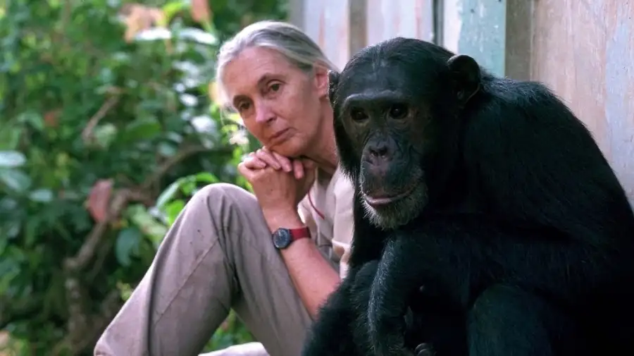 Jane Goodall