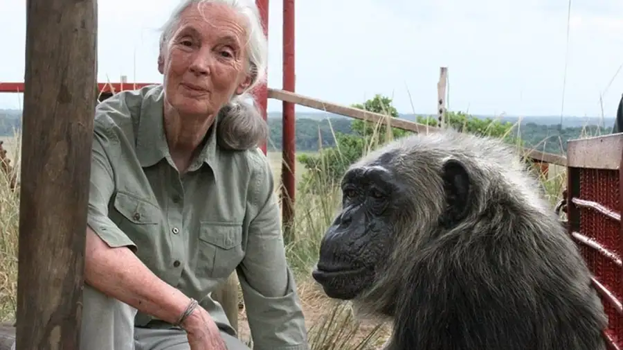 Jane Goodall
