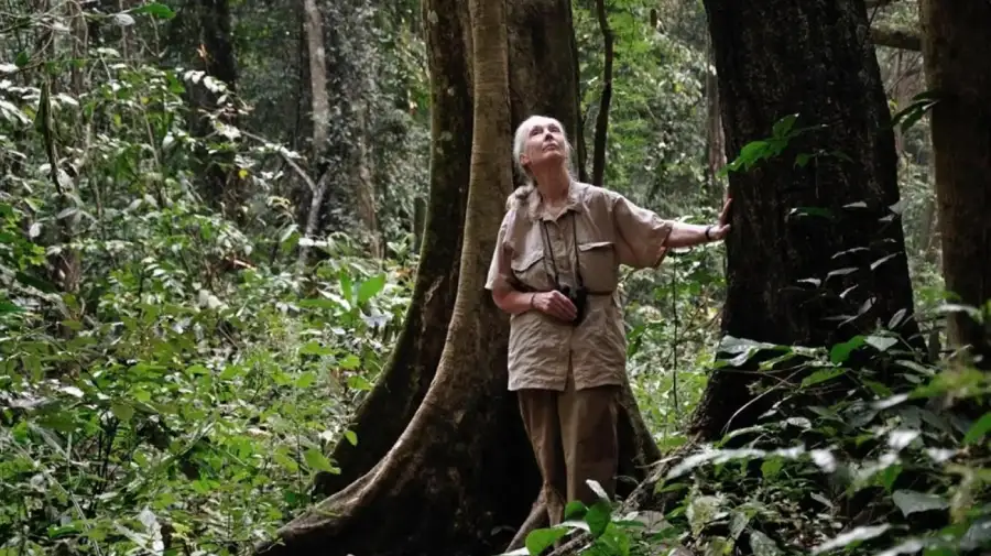 Jane Goodall
