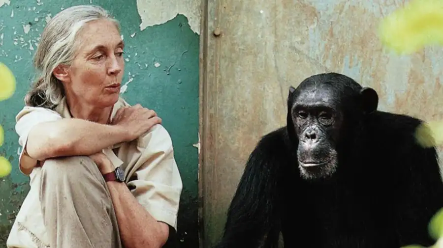 Jane Goodall