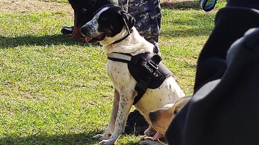 Jubilan al perro Falopa de la división K9 de la policía de Jujuy 20220412