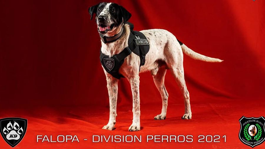 Jubilan al perro Falopa de la división K9 de la policía de Jujuy 20220412