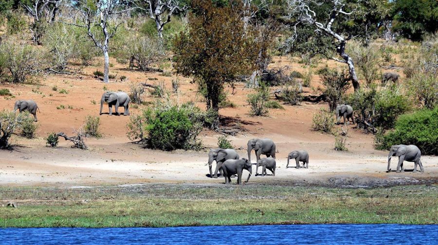 Elefantes Botswana 20220420