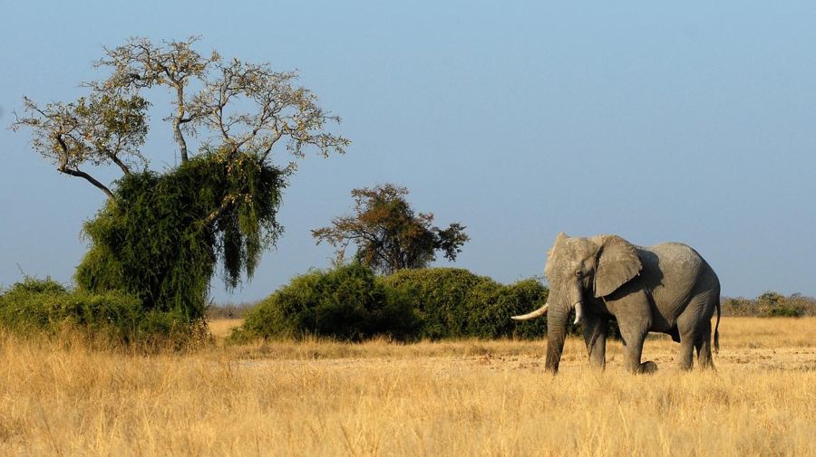 Elefantes Botswana 20220420