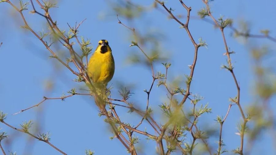 0405_cardenal amarillo