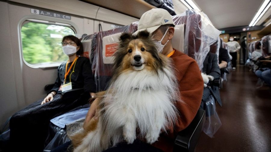 Los perros pudieron viajar sentados con sus dueños en el tren bala en Japón.