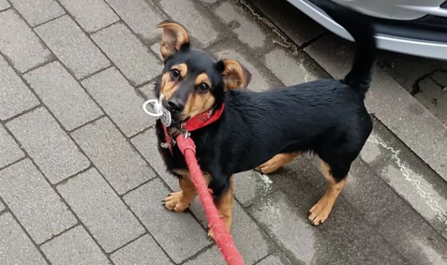 Coco, el perro varado en Ezeiza 20220526