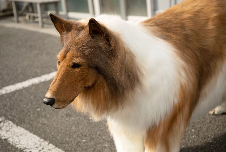 El japonés que cumplió su sueño de ser perro.