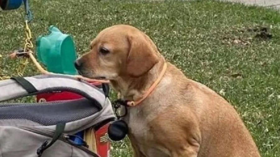 Una mujer abandonó a su mascota con una mochila llena de juguetes