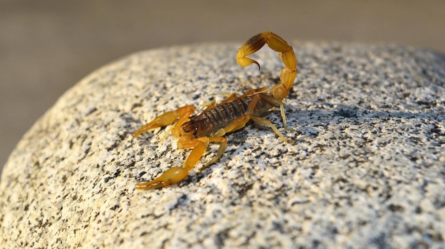 Scorpions 20220616