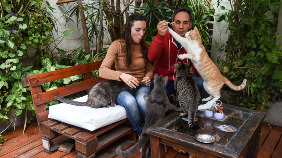 Los visitantes pueden jugar y darles de comer a los “verdaderos dueños” del espacio. Rubio, de pelaje naranja, es uno de los más mimosos.