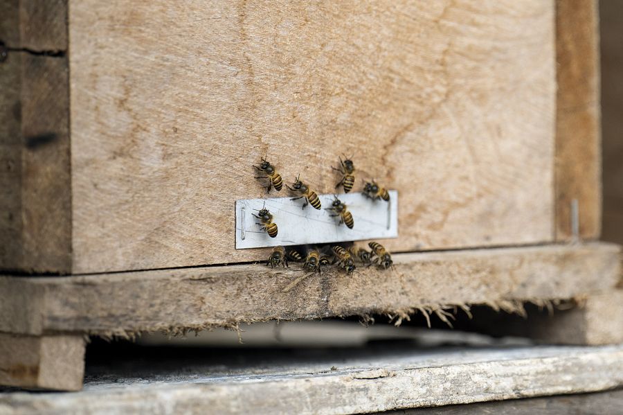 Mujeres apicultoras
