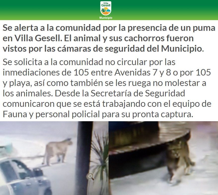 Puma suelto en las calles de Villa Gesell