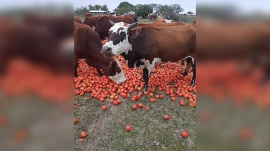 Productores tiran el tomate a las vacas y chanchos 20220715