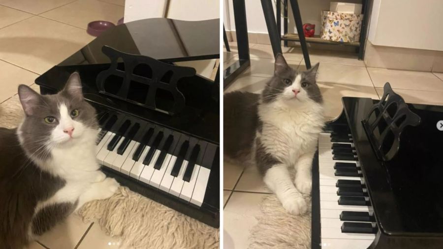 Limón, el gato pianista