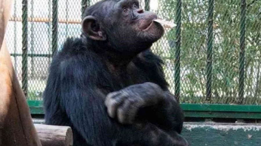 el chimpancé 