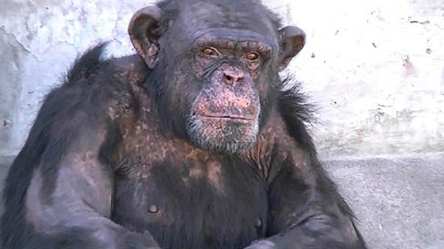 el chimpancé 