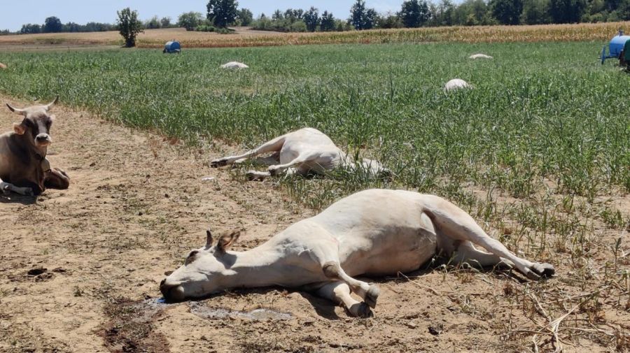 Ganado muerto por la sequía en Italia 