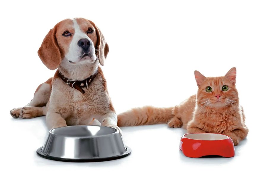 Cinco consejos para elegir el alimento adecuado para perros y gatos