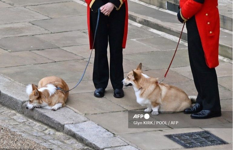Las mascotas de la reina Isabel II presentes en su funeral