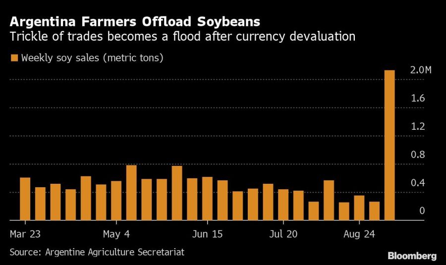 Argentina Farmers Offload Soybeans | Trickle of trades becomes a flood after currency devaluation