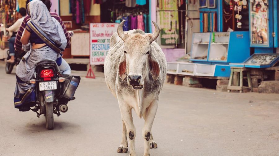 Vacas en la India 20220920
