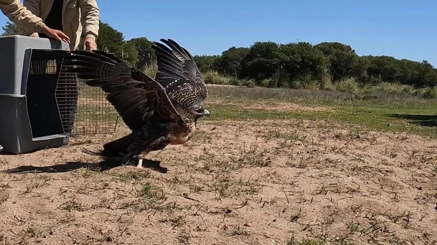 3009_águila mora