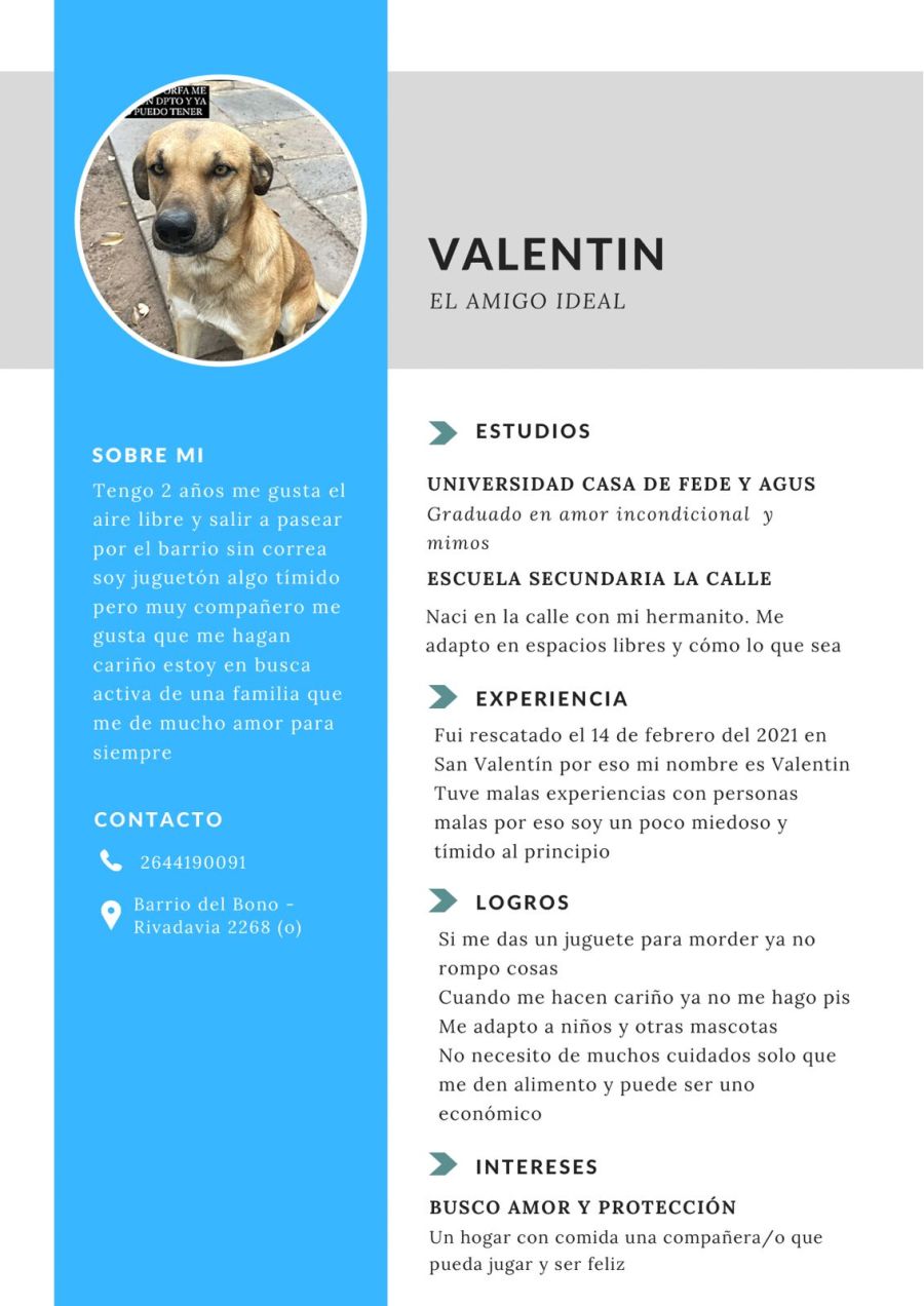 Currículum perro Valentín 20221031