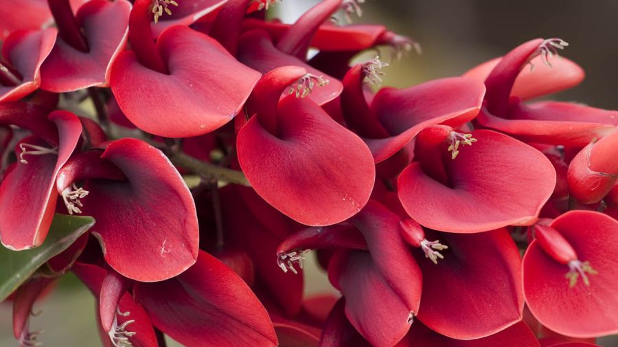 Por qué el ceibo es la flor nacional y qué relata la leyenda más famosa |  Perfil