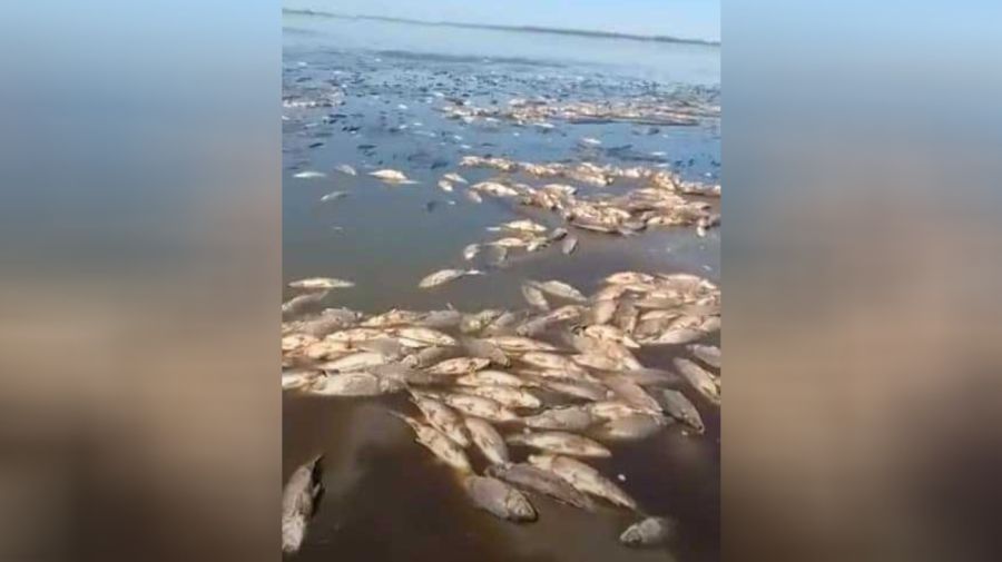 Miles de peces muertos por la sequía en Santa Fe.